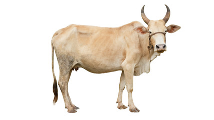 Thai cow isolated if on a white background                              