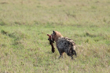 Spotted hyena carrying a wildebeest leg, Masai Mara National Park, Kenya.