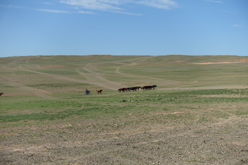 Obraz premium Paysage de steppes mongoles avec des chevaux