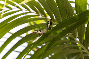 colorful butterflies will float in the garden