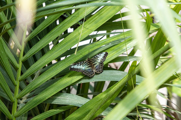 colorful butterflies will float in the garden