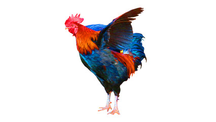 Rooster isolated on a white background