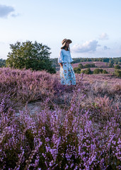 young girl with dress and hat visiting the blooming Heather field Posbank Veluwezoom in the Netherlands, purpple hills with blooming flowers