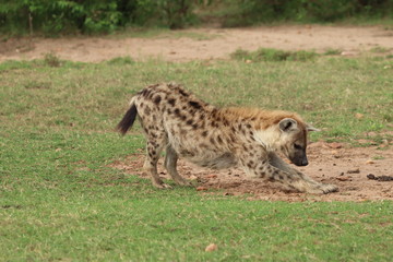 Spotted hyena stretching, Masai Mara National Park, Kenya.