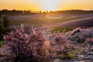 Blooming Heather field in the Netherlands national park Veluwezoom, purple hills of the Posbank,...