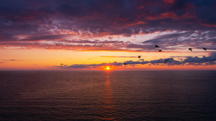 Fototapeta premium gabbiani sopra il mare al tramonto