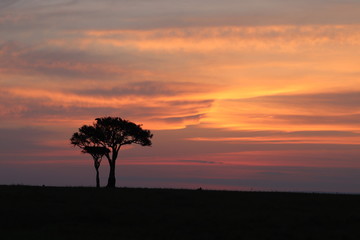 Fototapeta na wymiar Sunset, tree and colors, Masai Mara National Park, Kenya.