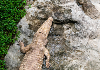 Obraz premium Crocodile lying on the rocks by the pond in the public garden.