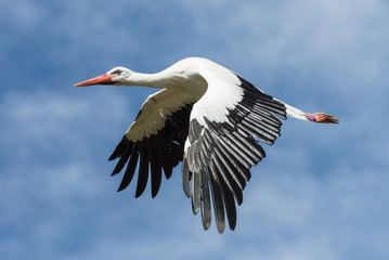 Storch im Flug vor blauem Himmel, ganz nah, jedes Detail sichtbar