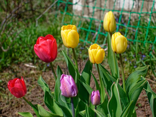 multicolored tulips in the garden in spring, Russia.