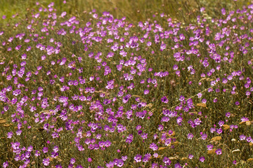 Obraz premium Xeranthemum annuum is a flowering plant species also known as annual everlasting or immortelle. 