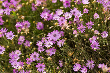 Xeranthemum annuum is a flowering plant species also known as annual everlasting or immortelle.	