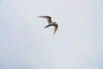 アジサシ・海鳥・飛ぶ