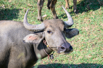 Fototapeta premium 牛・バッファロー・散歩・放牧 