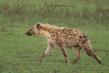 Spotted hyena walking and looking, Masai Mara National Park, Kenya.