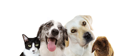 Banner four pets. Labrador retriever thinking and tinting head side, little cat, rabbit and happy border collie. Isolated on white background.