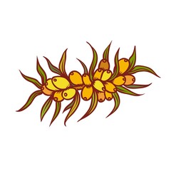 Naklejka na ściany i meble Autumn bunch wild berries sea buckthorn september or october seasonal harvest. Vector outline illustration sketch colourful isolated autumnal botany graphics.