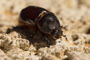 European rhinoceros beetle (Oryctes nasicornis) is a large flying beetle belonging to the subfamily...