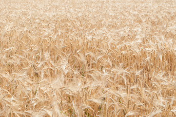 Background of ripening ears of meadow wheat field. Rich harvest.