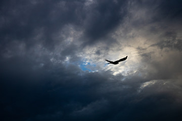 Fly High