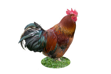 Cock standing in grass . chicken, pets, poultry, farm concepts. isolated on white