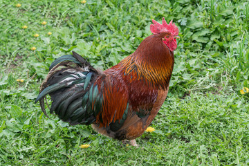 Cock standing in grass . chicken, pets, poultry, farm concepts