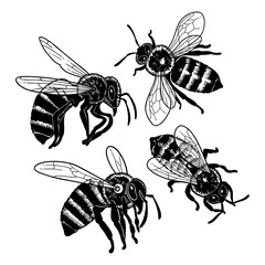 Collection of four watercolor realistic drawn honey bees