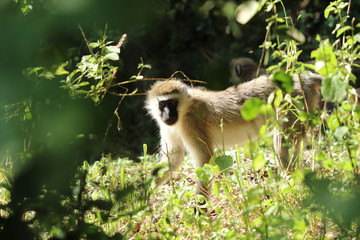 Vervet monkey, Masai Mara National Park, Kenya.