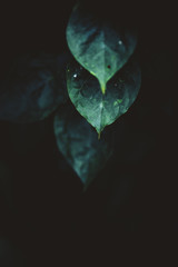 Dark leaf detail Deep green, cool tone