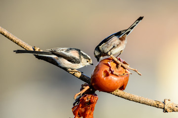 Codibugnolo
