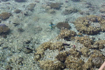 tropical fish on coral reef