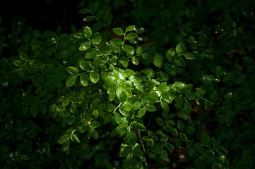 green leaves background