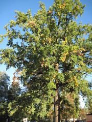 tree in autumn