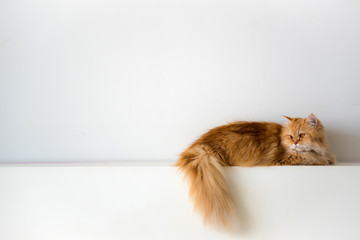 Persian cat laying on white wall with copy space background © totojang1977