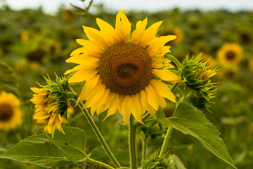 Sunflower Flower Blossom. Golden sunflower in the field backlit by the rays of the setting sun.	
