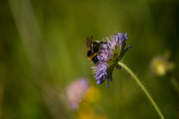 bumblebee on a flower