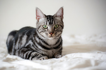 Fototapeta na wymiar American Short Hair cat laying on white bed