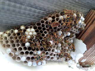 nest of wasps polystyles under the roof of the house