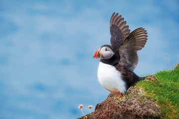 Puffin on a clifftop reaching his wings up to the sky