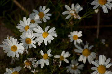 Obraz premium field of daisies