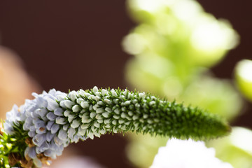 Gentle green and purple background of wilted flowers