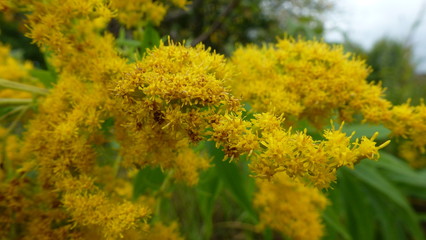 yellow flower