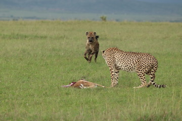 Spotted hyena and cheetah on a kill, Masai Mara National Park, Kenya.