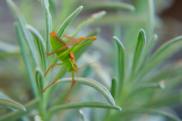 Green Cricket Macro Detail In Nature