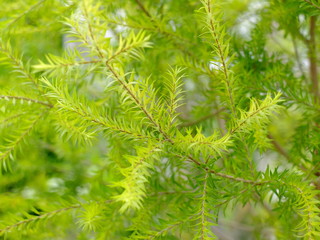 green branch of a tree