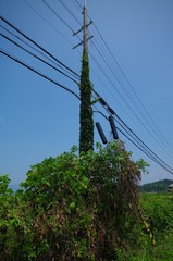 草がくっついた電柱