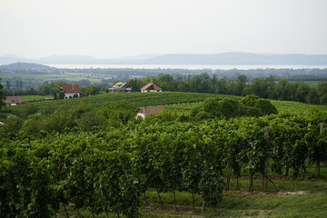 Fototapeta na wymiar Grape vines in Balaton, Hungary 