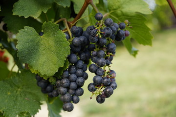 Grape vines in Balaton, Hungary 