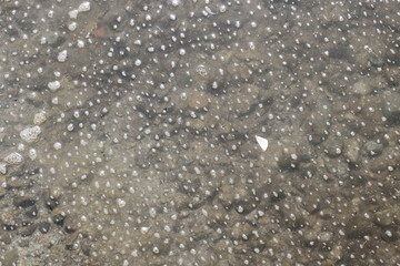 Polluted water with bubbles and white foam on surface