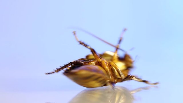 dancing cockroach on a glass floor, close-up